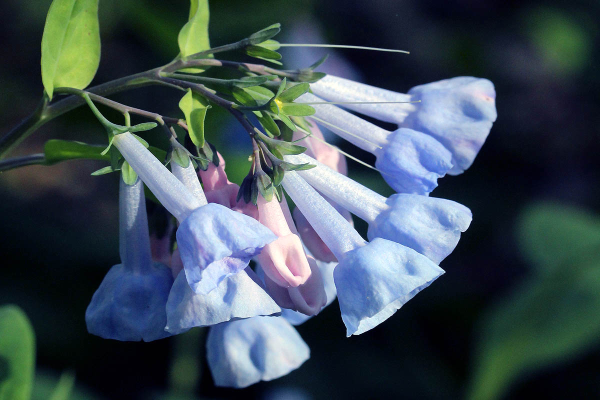 Virginia Bluebells flowers close